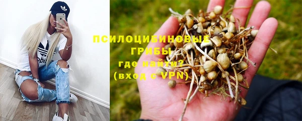 гашик Алексин
